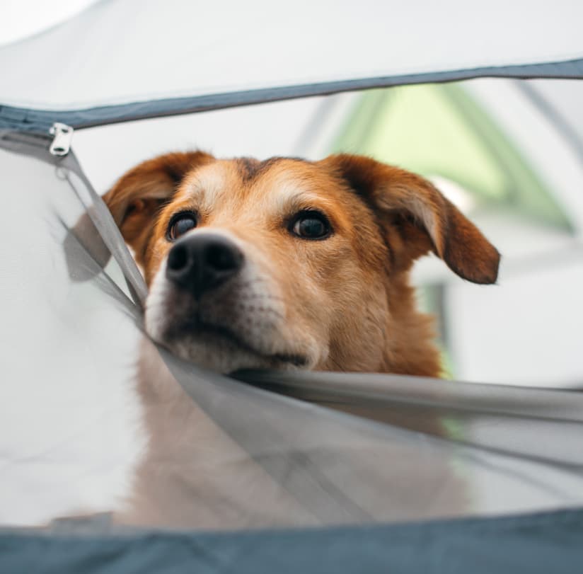 A dog peeking out of a camping tent